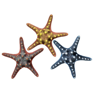 Nobby Aqua Ornaments Starfish Декор для аквариума Морская тихоокеанская звезда