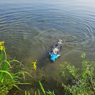 hover image