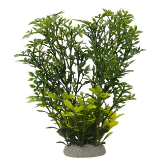Nobby Aqua Plant Helzine Декоративное растение для аквариума Солейролия